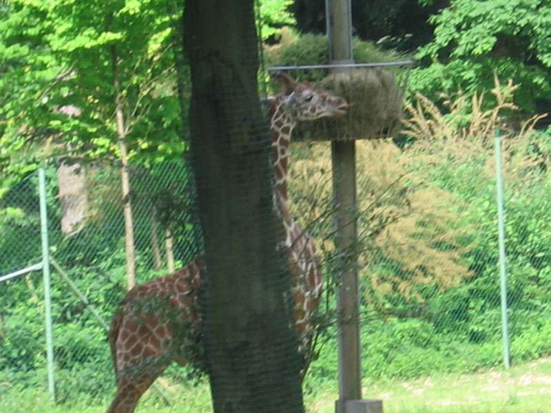 ZOO - Ljubljana 010